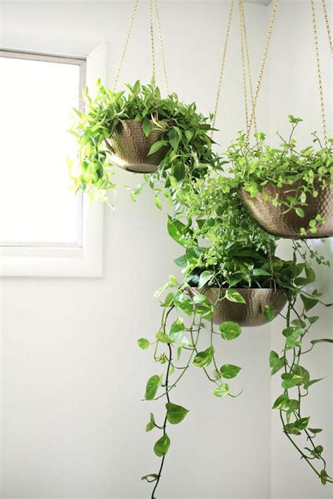 室內垂吊植物 四十厘米